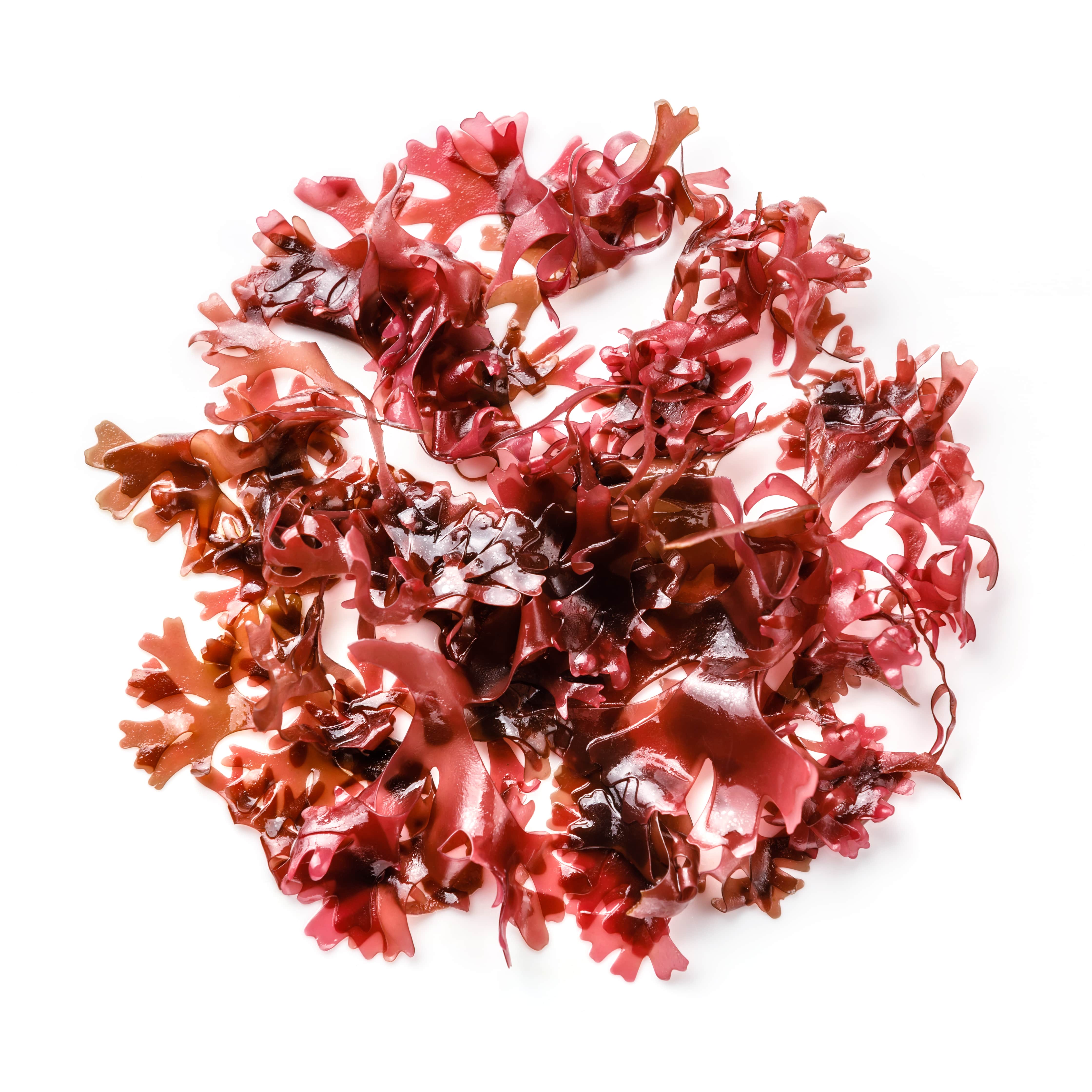 Algue Rouge CO2 (N° CAS 223751-74-4) Algue Rouge CO2 (N° CAS 223751-74-4)