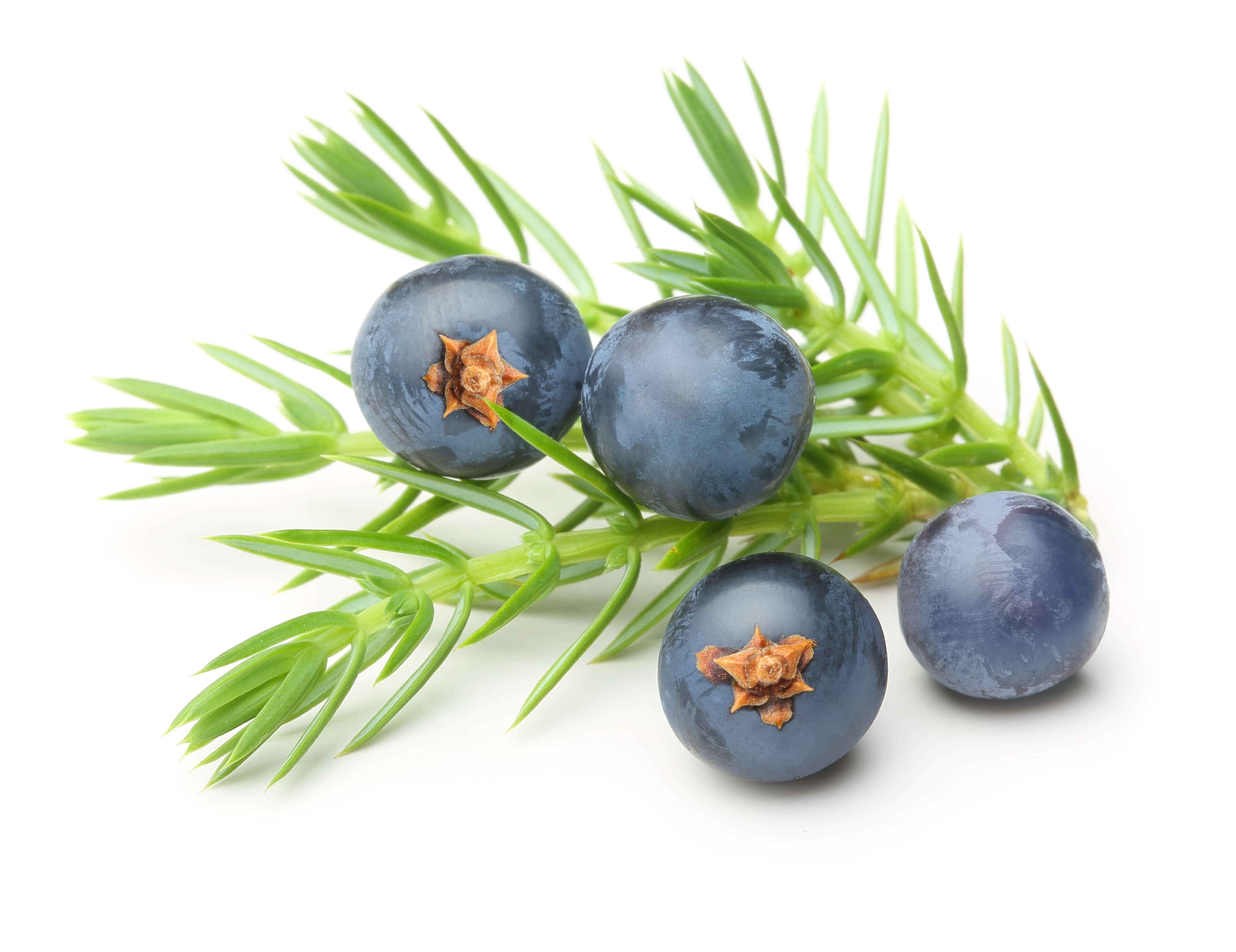 Juniper berry oil (CAS N° 8002-68-4) Juniper berry oil (CAS N° 8002-68-4)