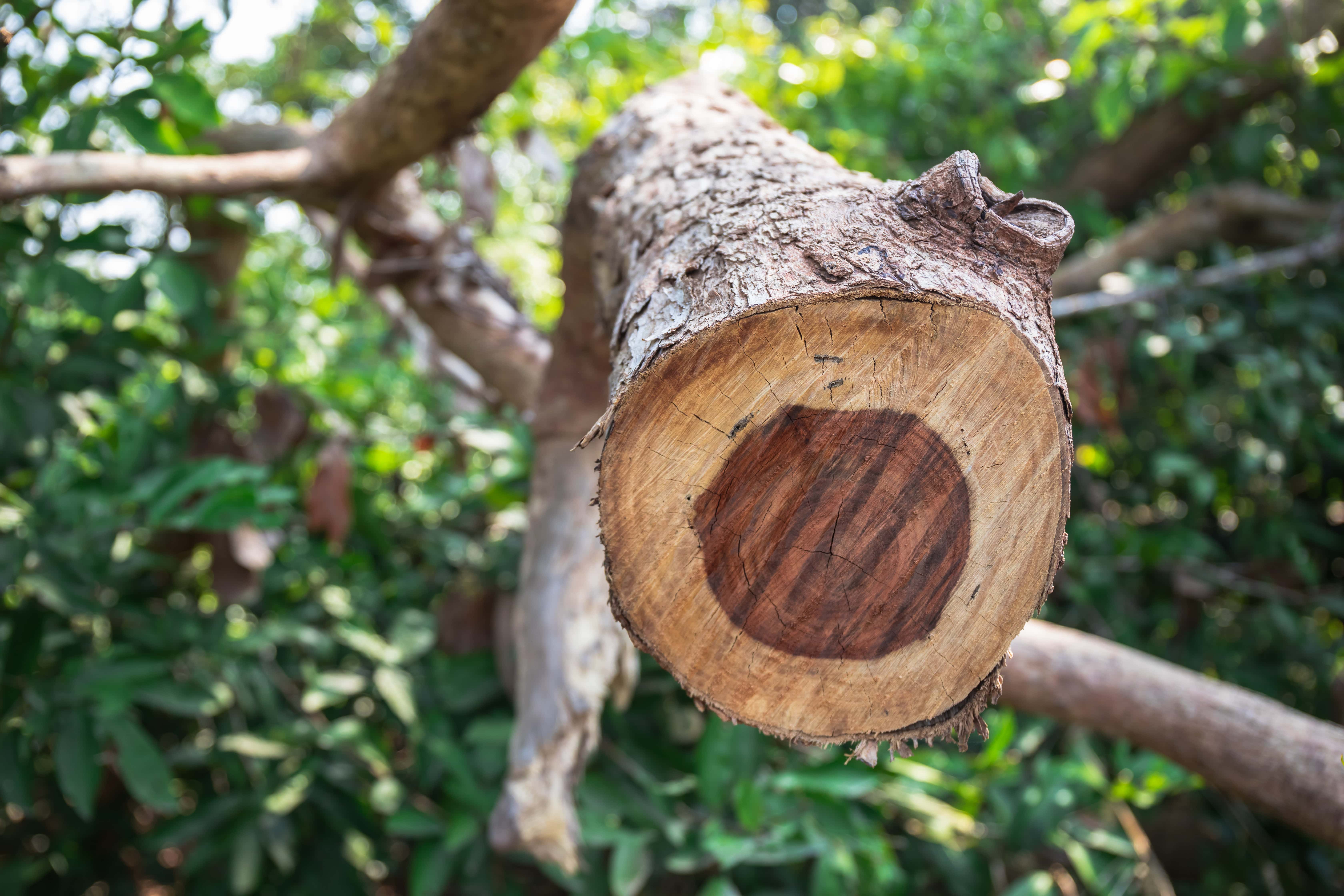 Bois de Rose HE (N° CAS 8015-77-8) Bois de Rose HE (N° CAS 8015-77-8)