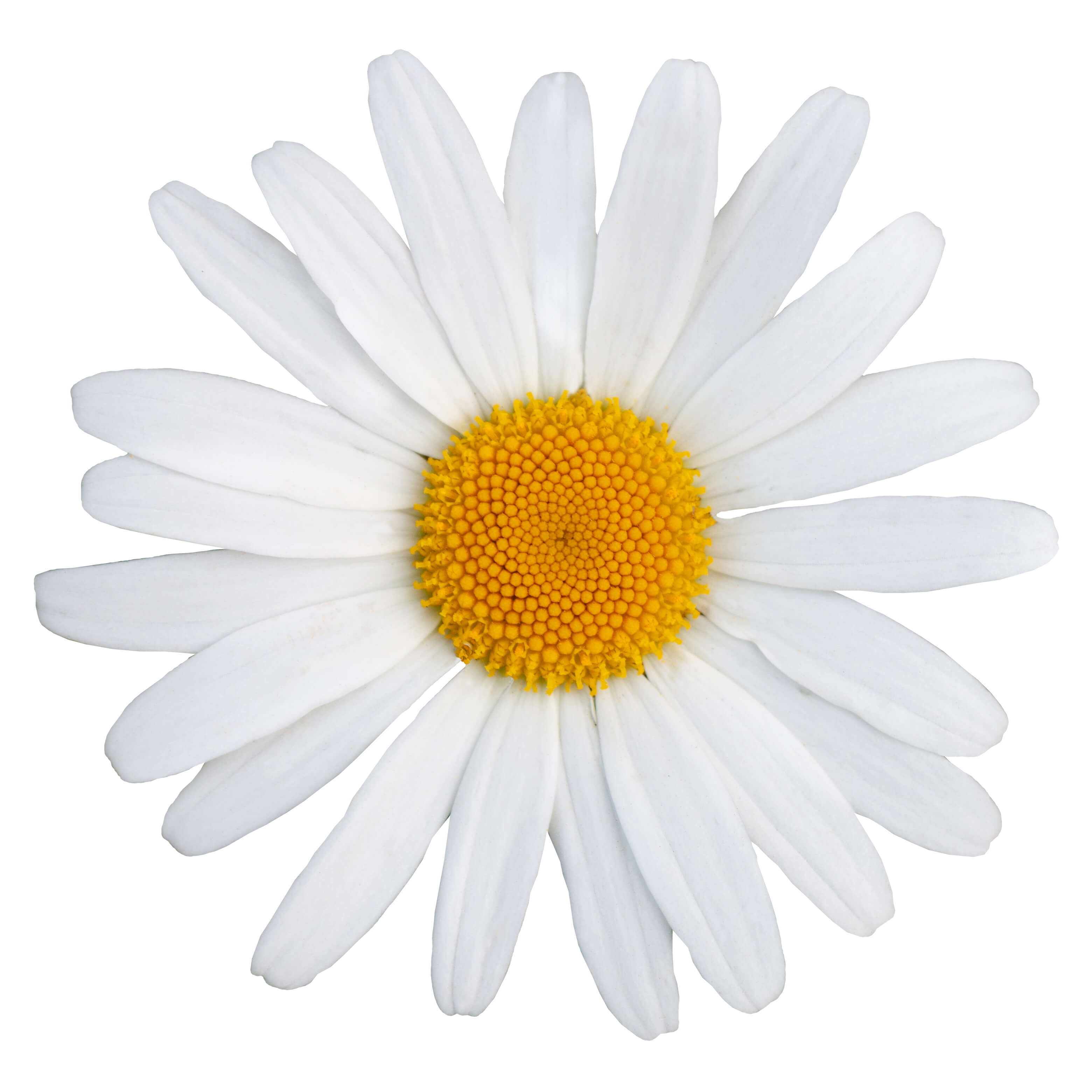 Camomille Romaine HE (N° CAS 8015-92-7) Camomille Romaine HE (N° CAS 8015-92-7)