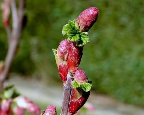 Cassis Bourgeon Absolue (N° CAS 97676-19-2) Cassis Bourgeon Absolue (N° CAS 97676-19-2)