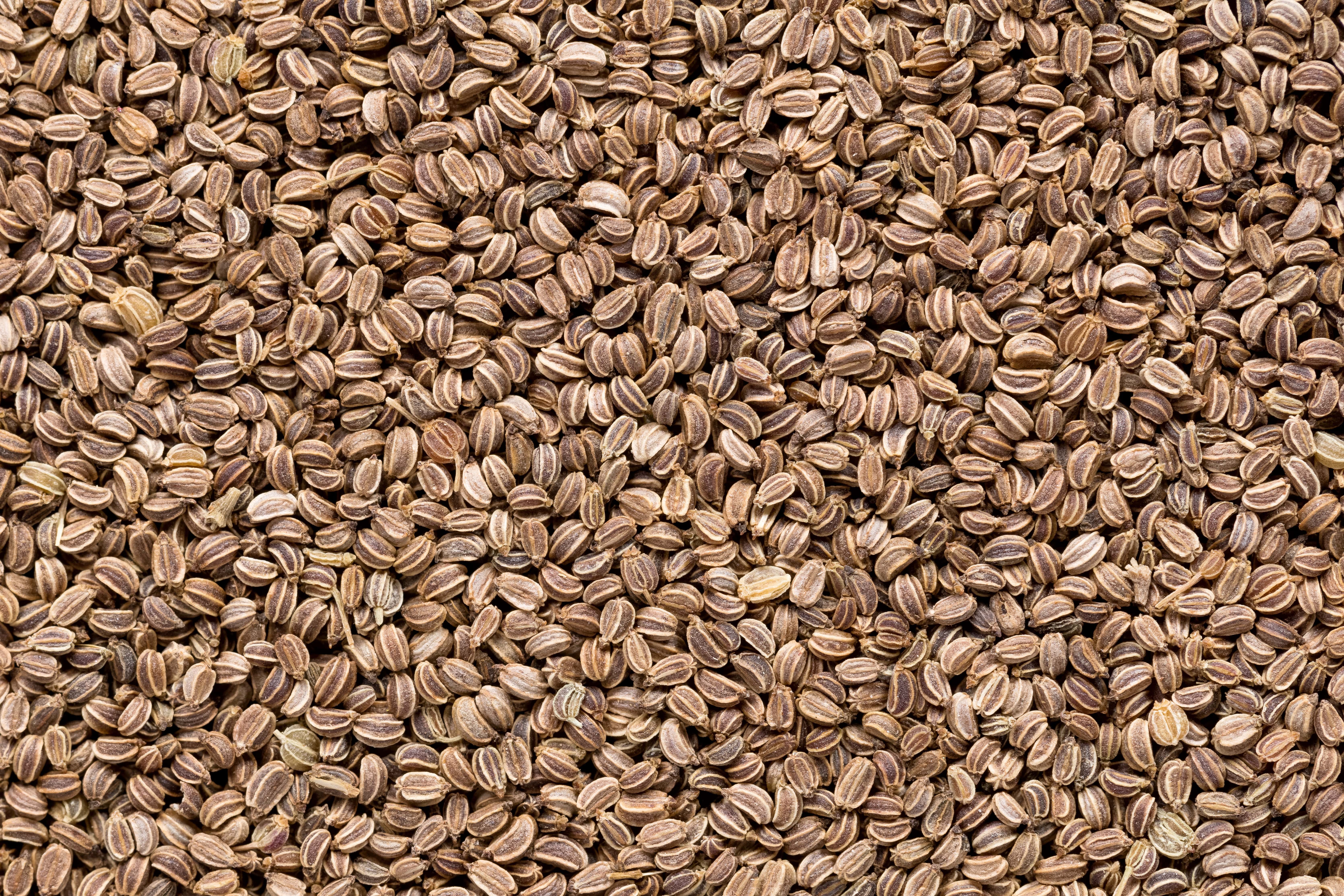 Céleri Graines HE (N° CAS 8015-90-5) Céleri Graines HE (N° CAS 8015-90-5)