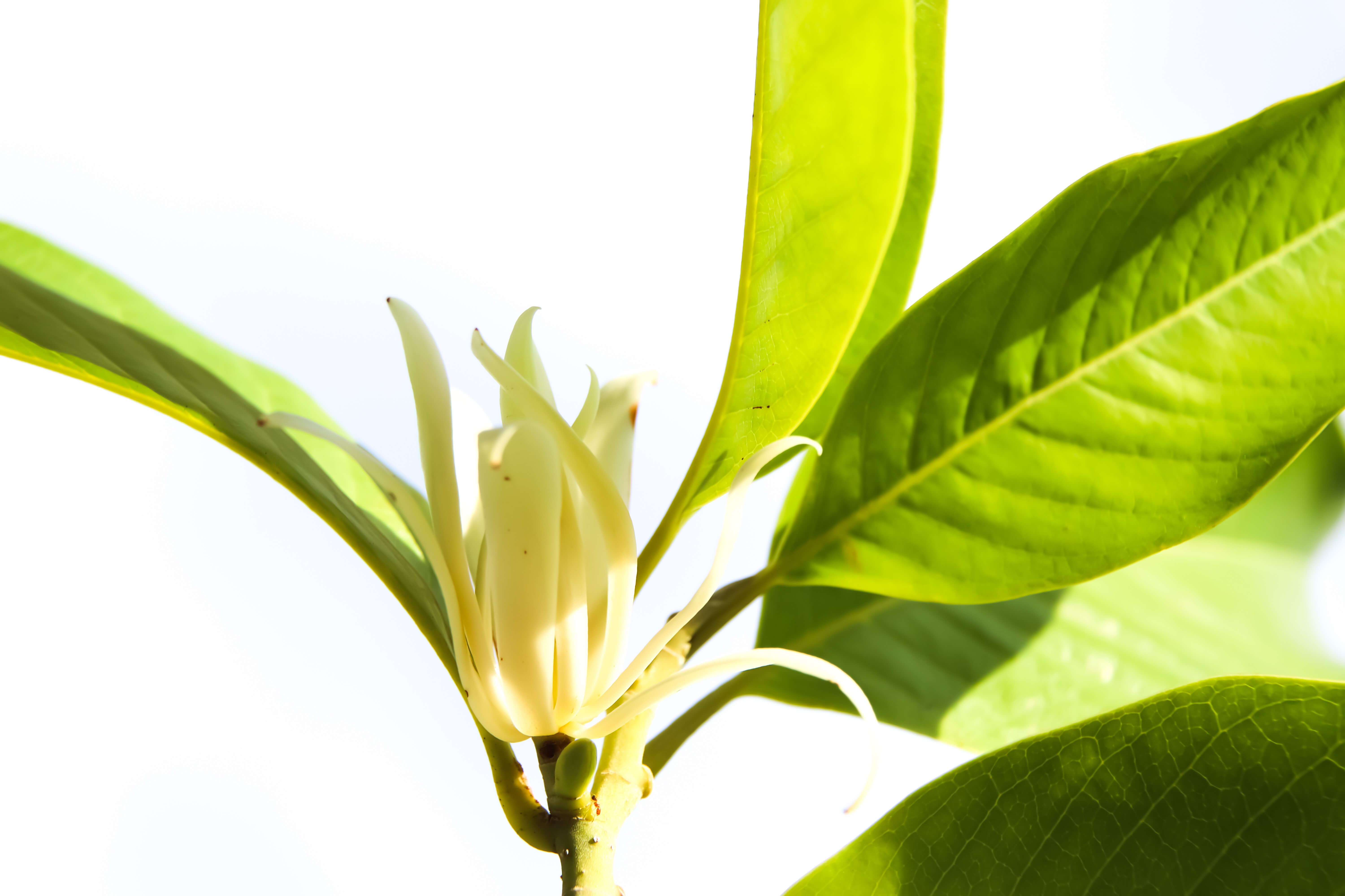 Champaca Fleurs Absolue (N° CAS 94333-99-0) Champaca Fleurs Absolue (N° CAS 94333-99-0)