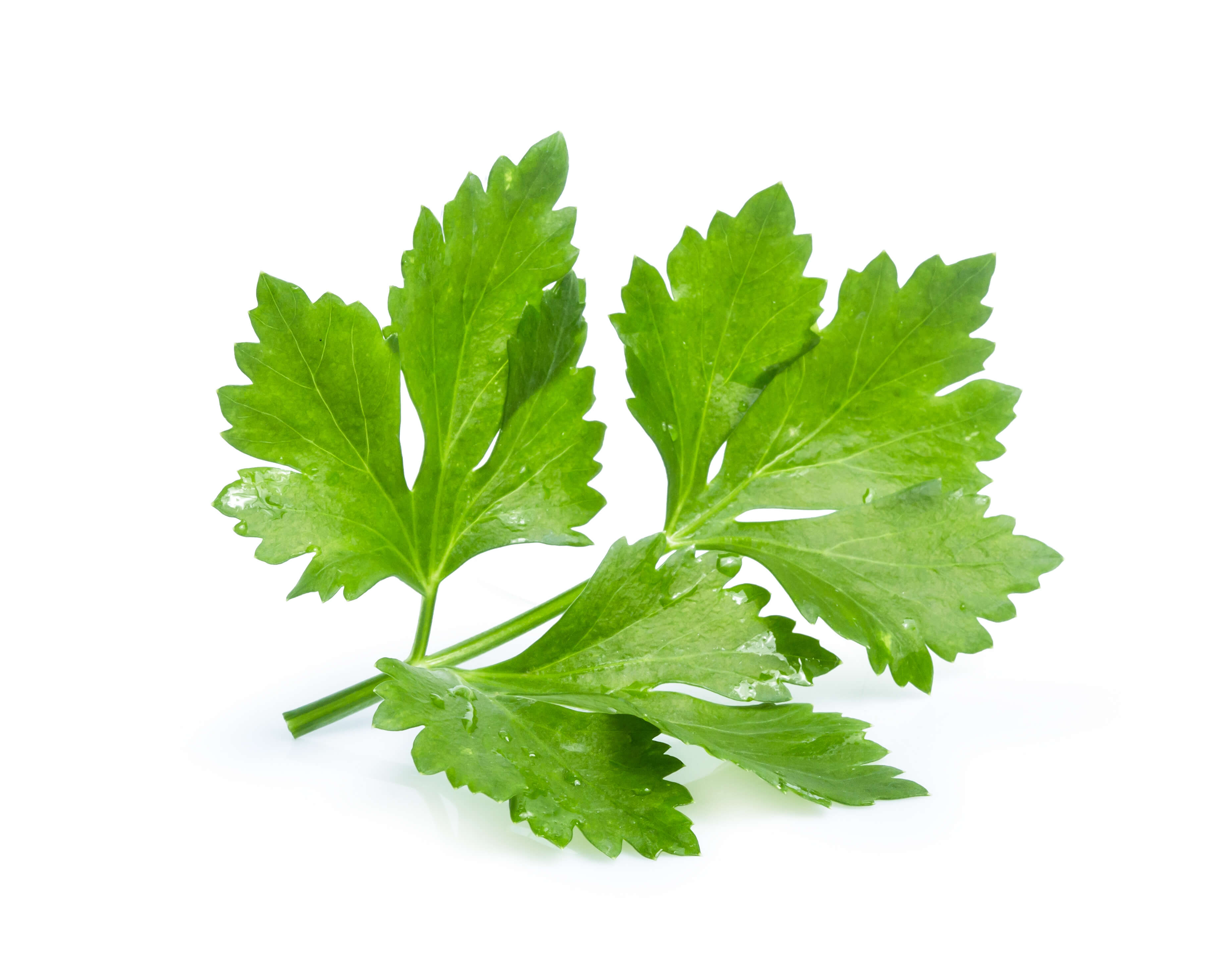 Coriandre Feuilles HE (N° CAS 8008-52-4) Coriandre Feuilles HE (N° CAS 8008-52-4)