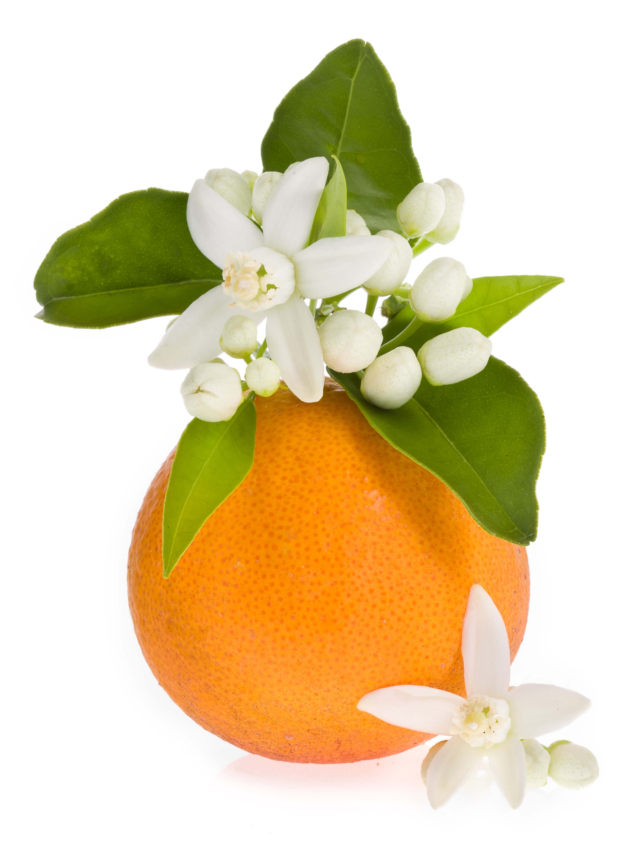 Fleurs d'oranger amer Absolue (N° CAS 8030-28-2)