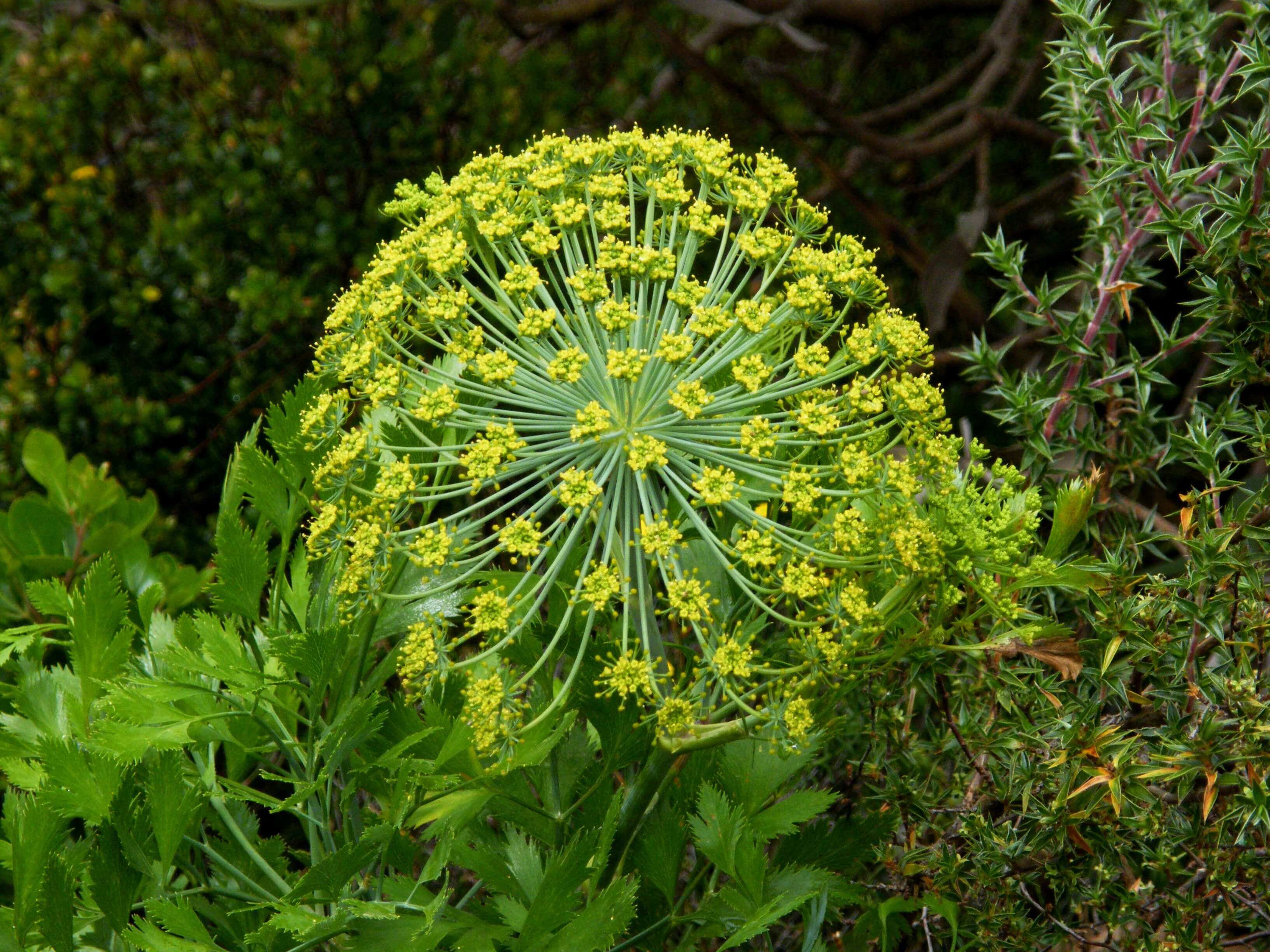 Galbanum HE (N° CAS 8023-91-4) Galbanum HE (N° CAS 8023-91-4)