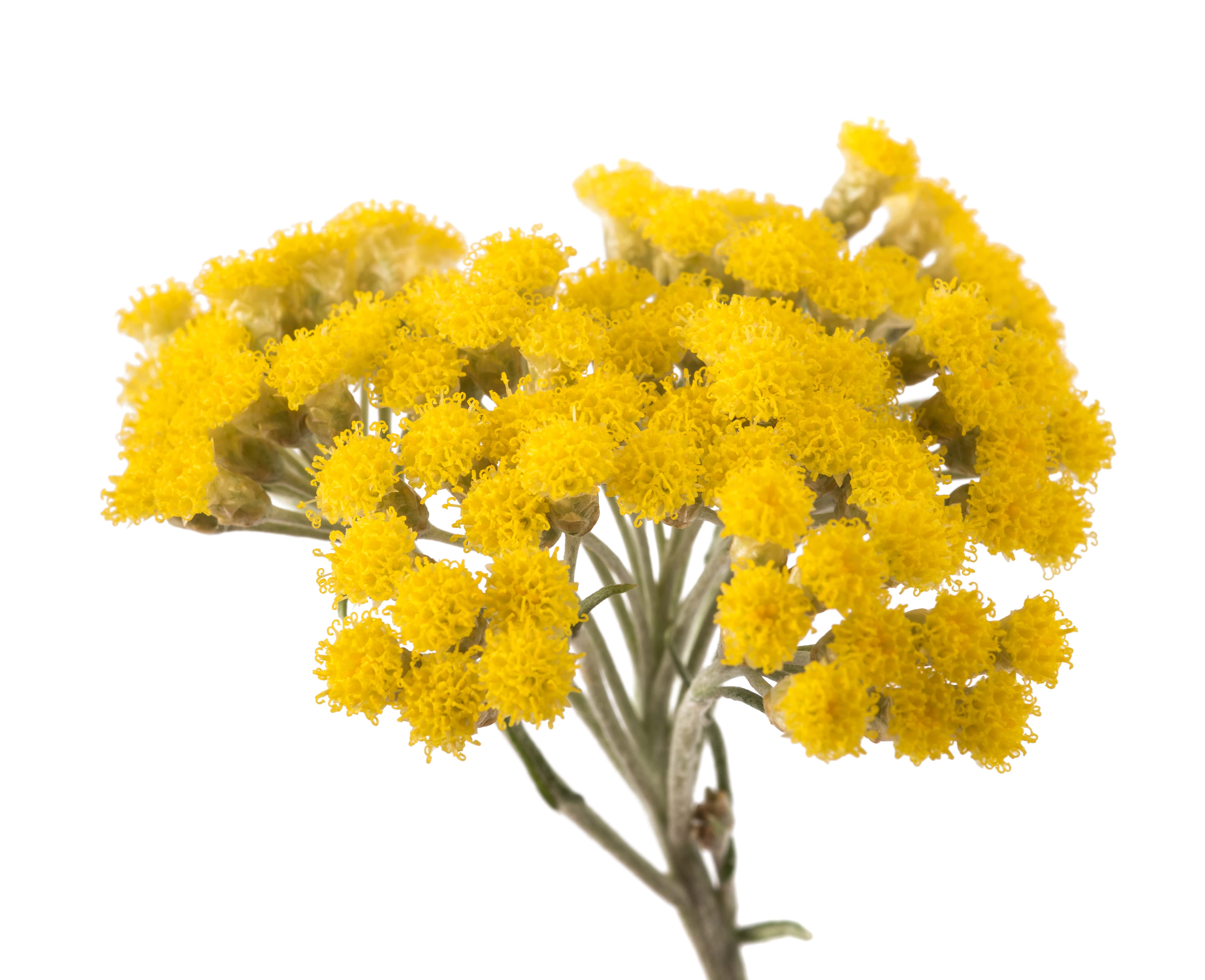 Immortelle Branches Absolue (N° CAS 8023-95-8) Immortelle Branches Absolue (N° CAS 8023-95-8)
