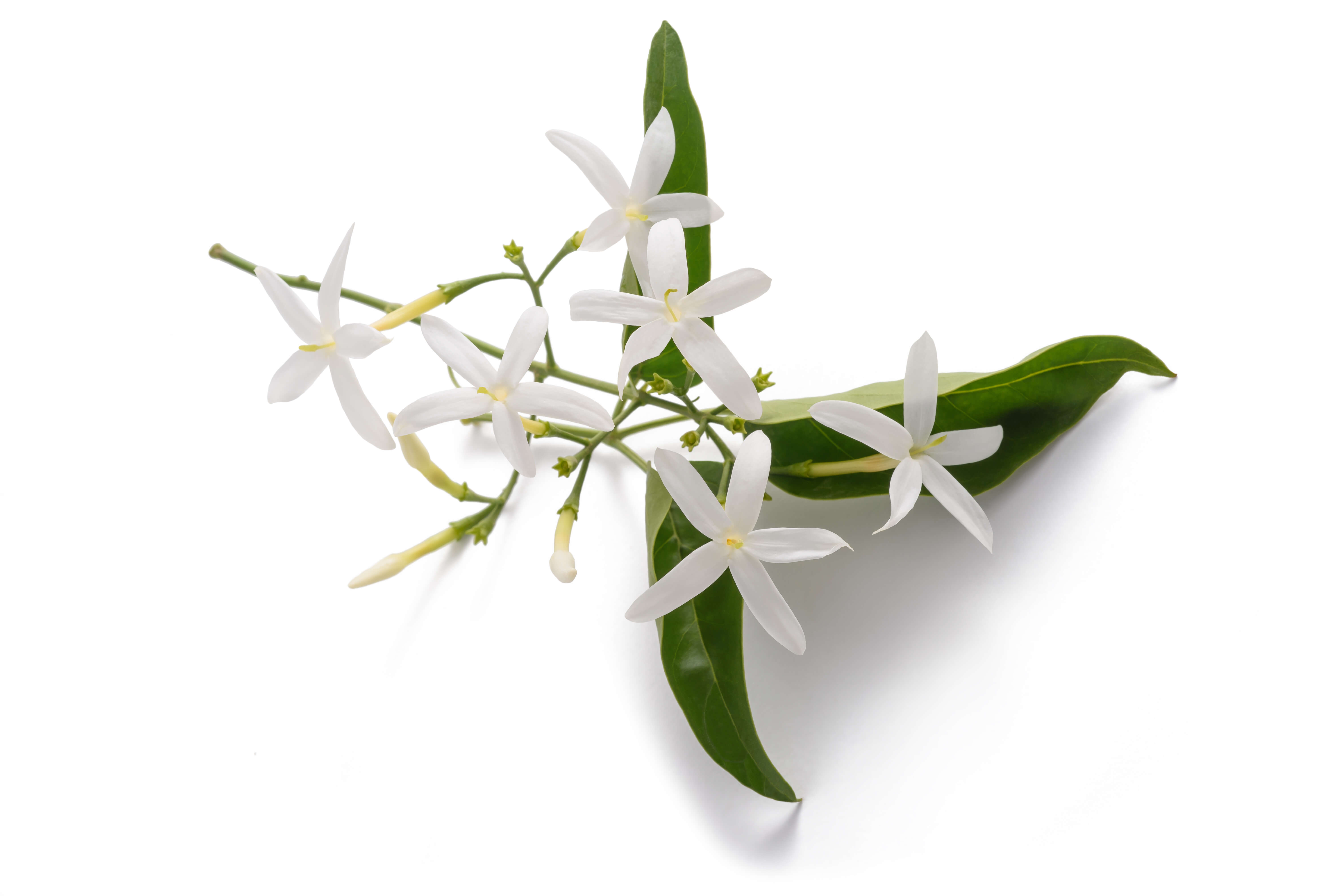 Jasmin Grandiflorum Absolue (N° CAS 8022-96-6) Jasmin Grandiflorum Absolue (N° CAS 8022-96-6)