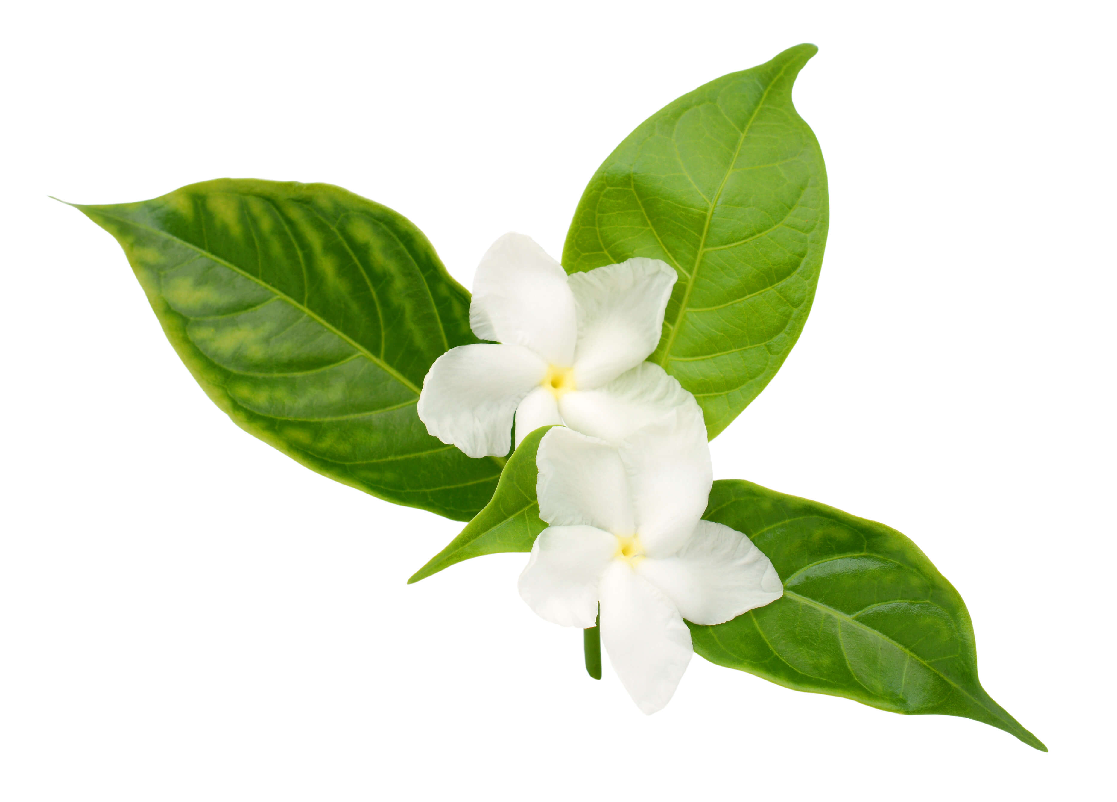 Jasmin Sambac Absolue (N° CAS 91770-14-8 // 1034798-23-6) Jasmin Sambac Absolue (N° CAS 91770-14-8 // 1034798-23-6)