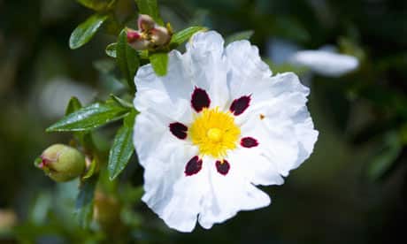 Labdanum absolute (CAS N° 8016-26-0) Labdanum absolute (CAS N° 8016-26-0)