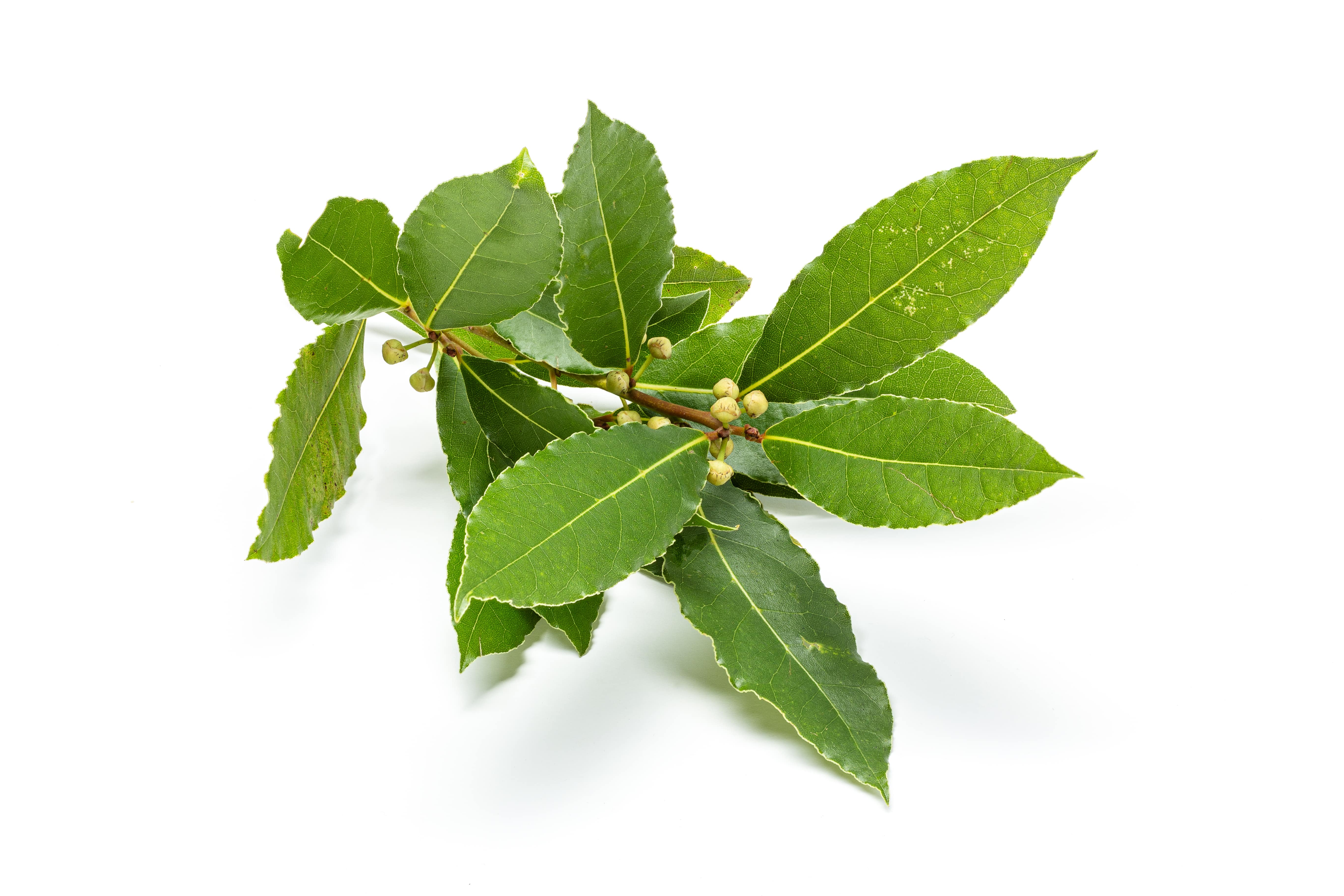 Laurier Feuilles HE (N° CAS 8007-48-5) Laurier Feuilles HE (N° CAS 8007-48-5)