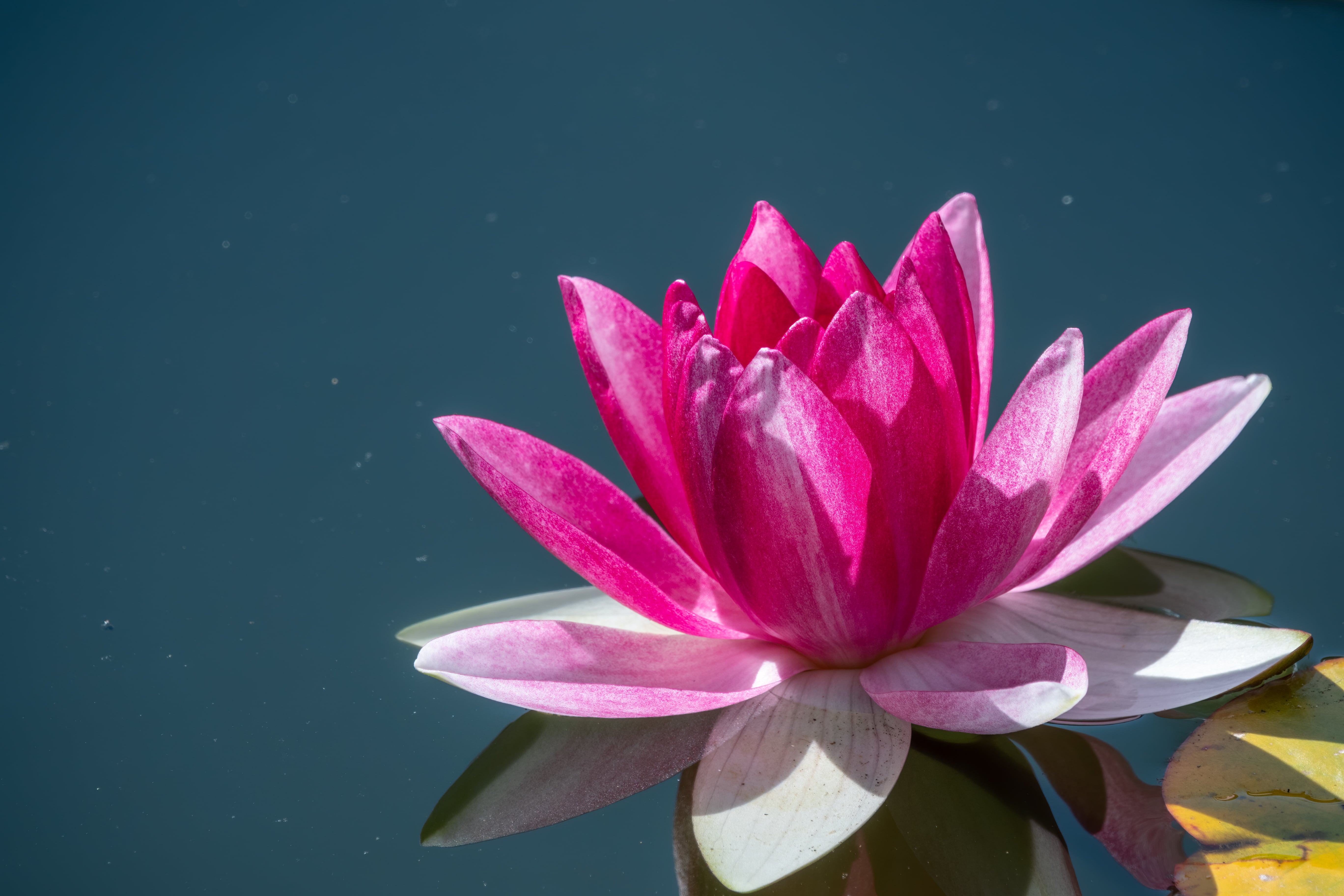 Lotus Rose Absolue (N° CAS 85085-51-4) Lotus Rose Absolue (N° CAS 85085-51-4)