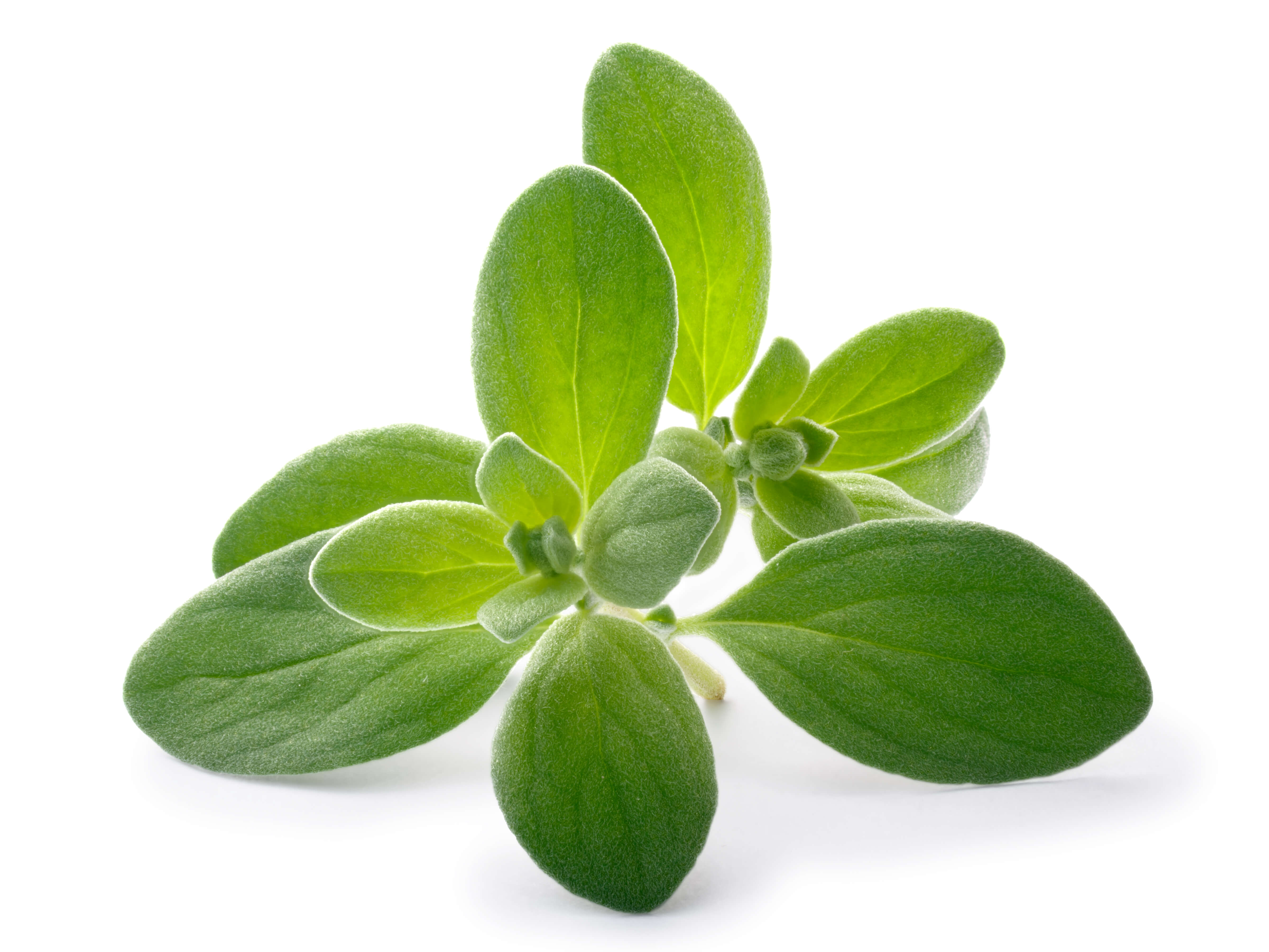 Marjolaine Feuilles HE (N° CAS 8015-01-8) Marjolaine Feuilles HE (N° CAS 8015-01-8)