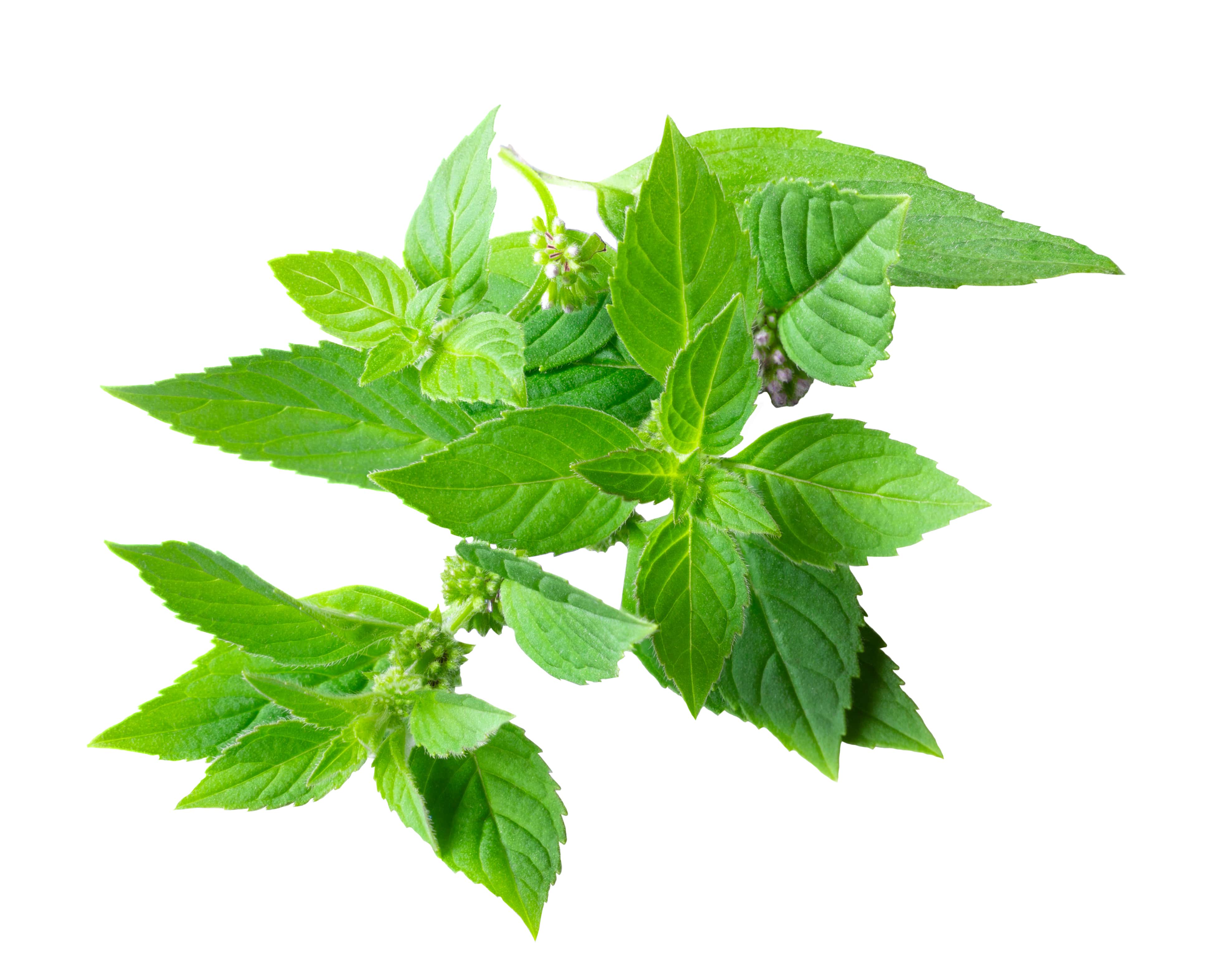 Menthe arvensis HE (N° CAS 68917-18-0) Menthe arvensis HE (N° CAS 68917-18-0)