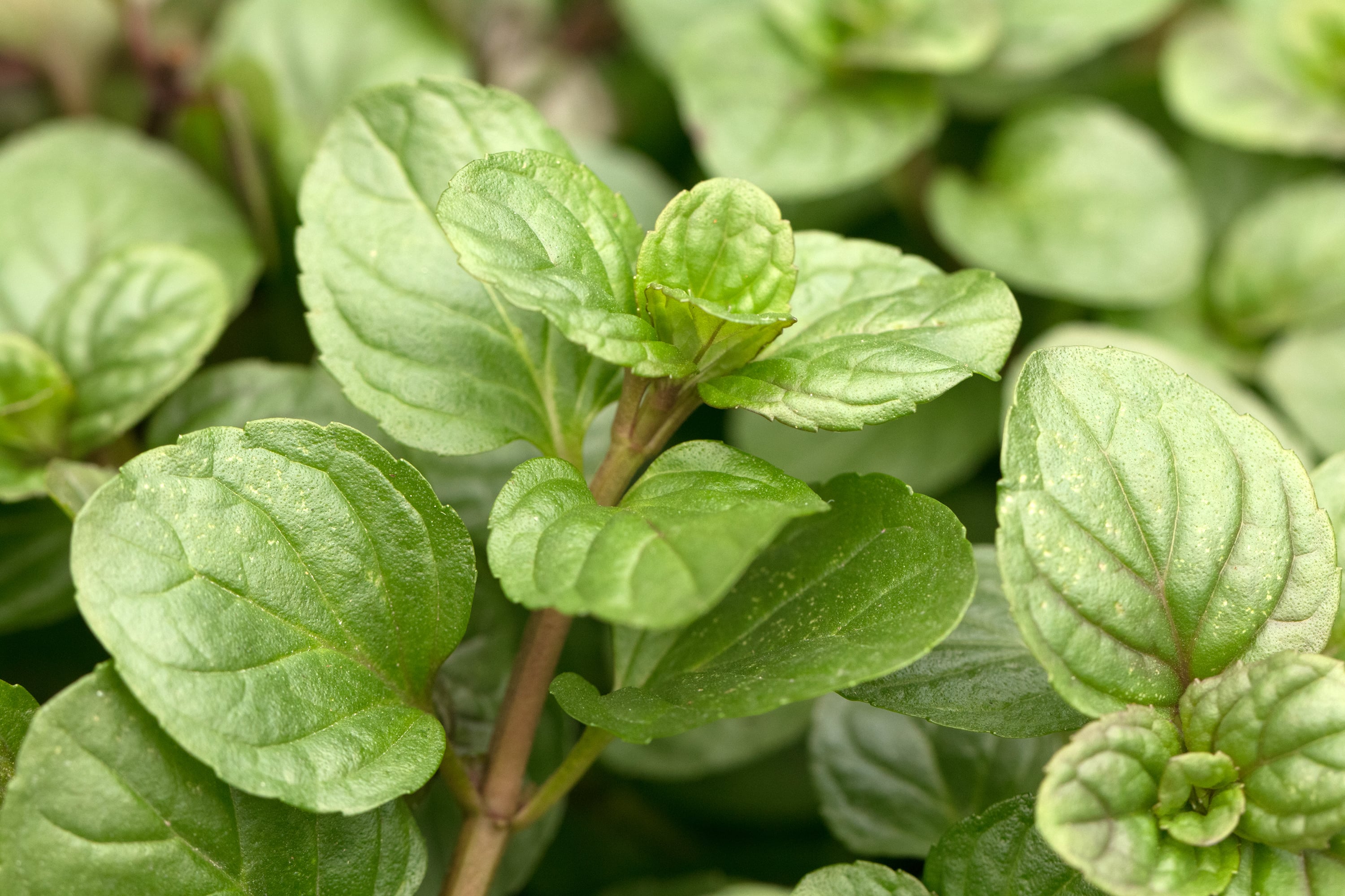 Menthe citrata HE (N° CAS 85085-49-0 // 68917-15-7) Menthe citrata HE (N° CAS 85085-49-0 // 68917-15-7)
