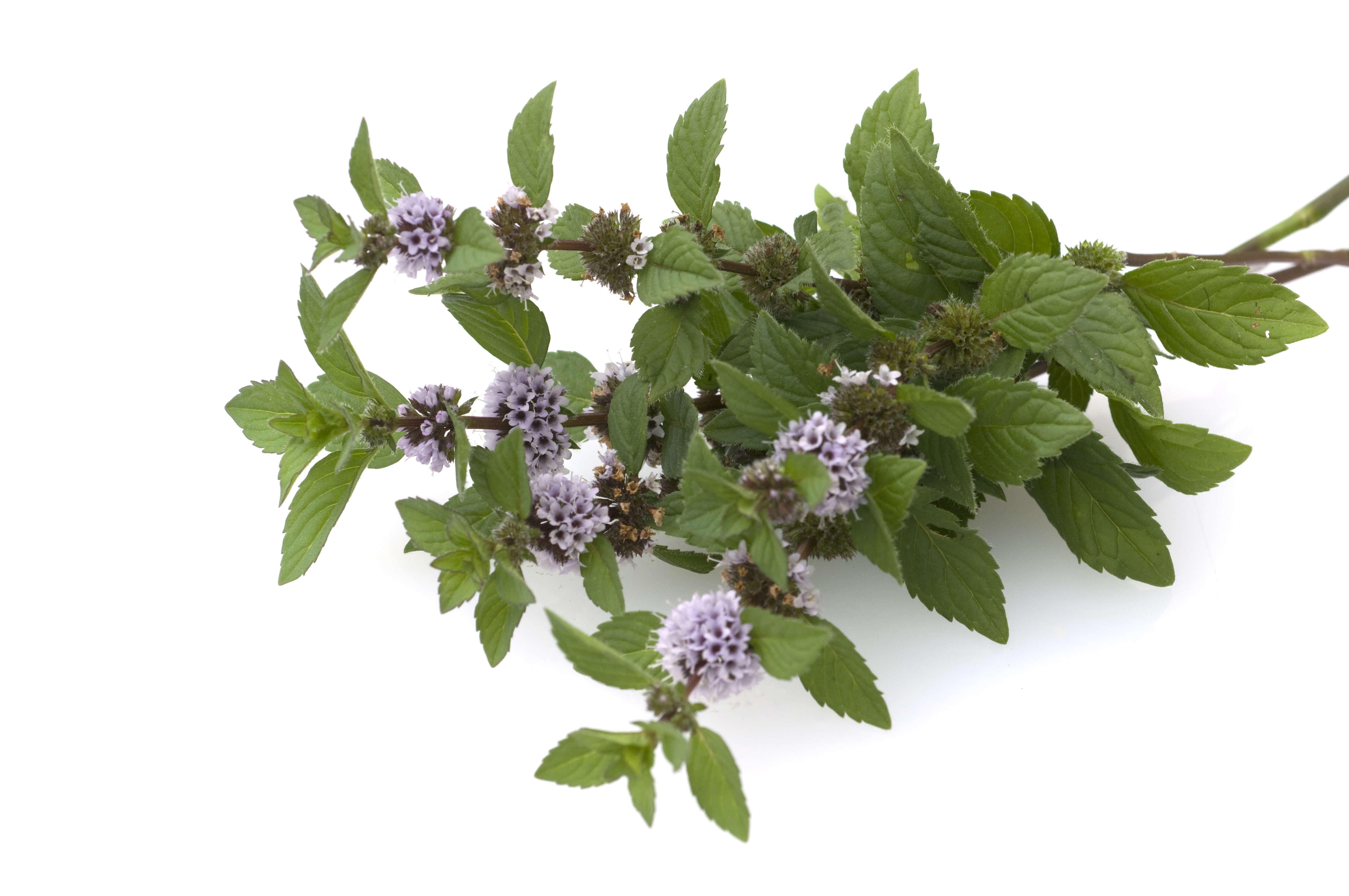 Menthe piperita HE (N° CAS 8006-90-4) Menthe piperita HE (N° CAS 8006-90-4)