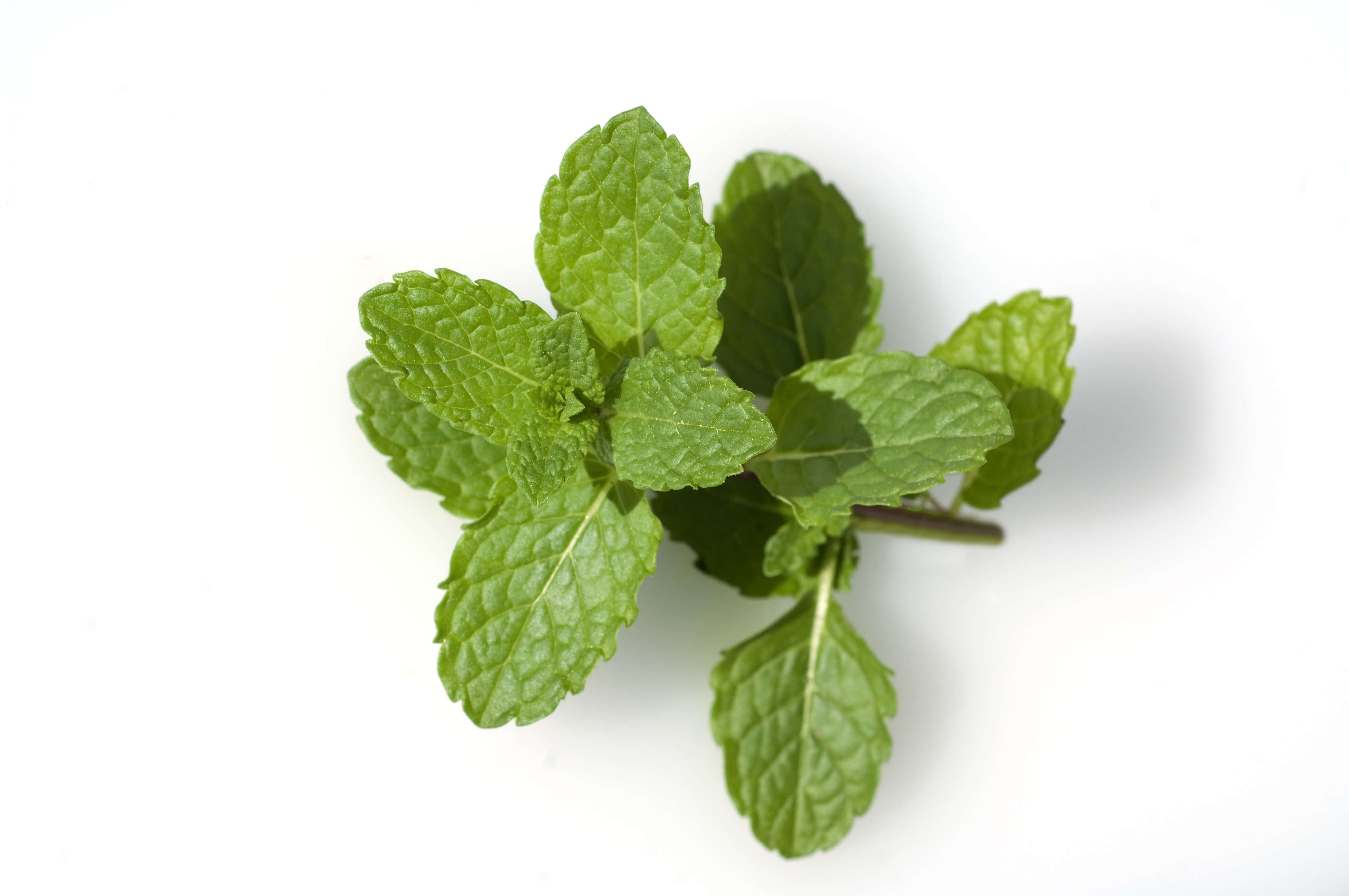 Menthe spearmint HE (N° CAS 8008-79-5) Menthe spearmint HE (N° CAS 8008-79-5)