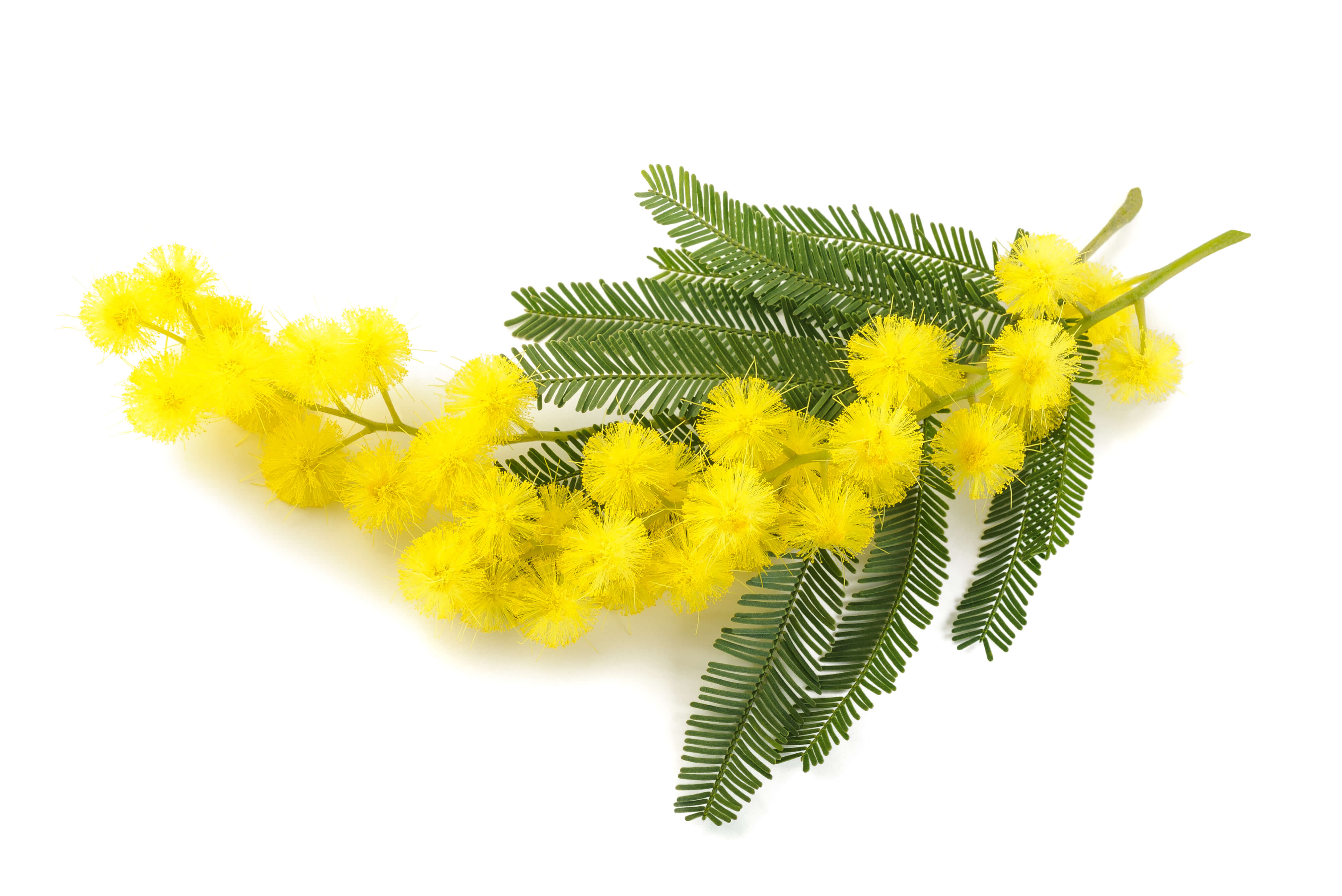 Mimosa Absolue (N° CAS 8031-03-6) Mimosa Absolue (N° CAS 8031-03-6)