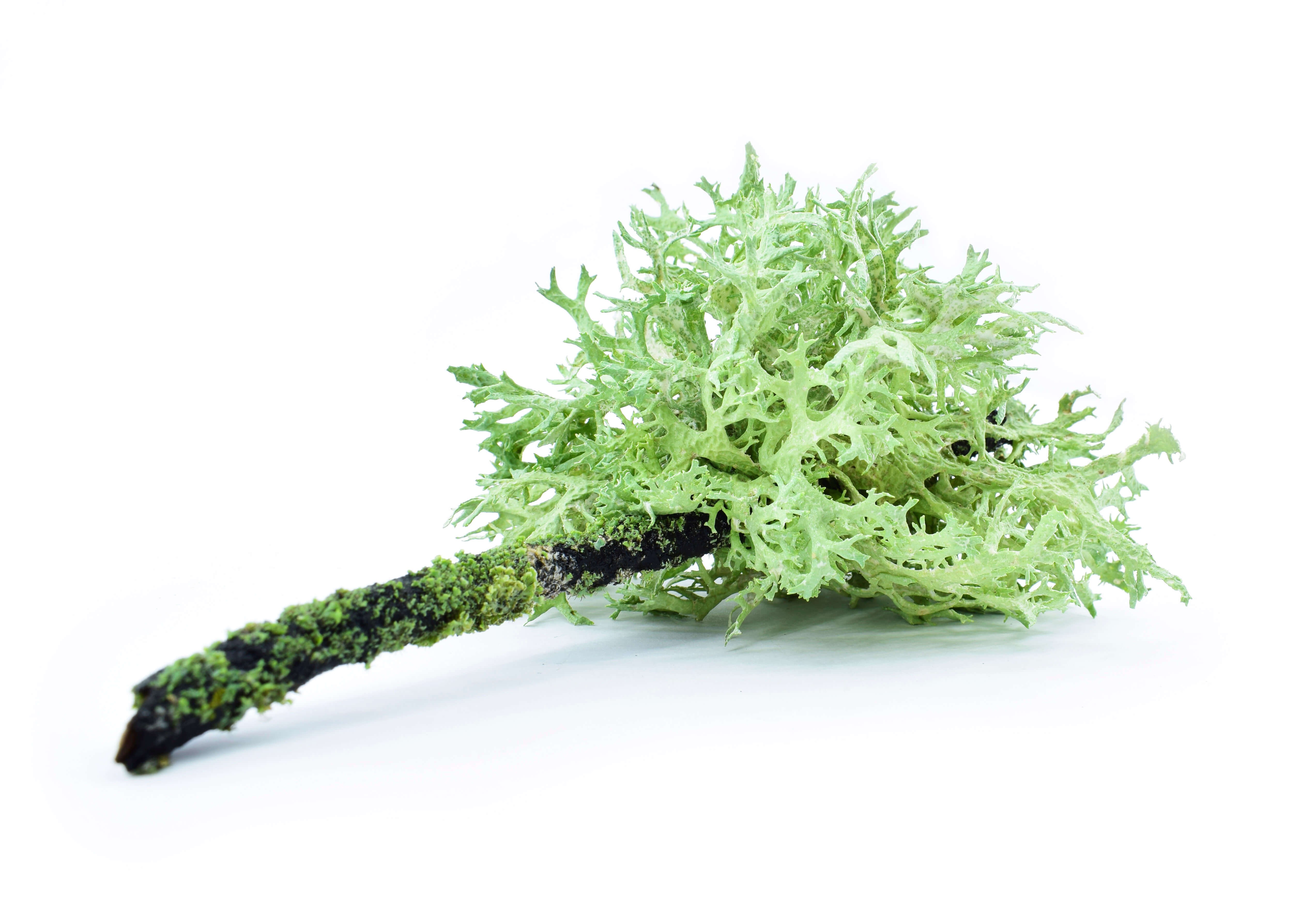 Mousse d'Arbre Absolue low atranol (N° CAS 90028-67-4) Mousse d'Arbre Absolue low atranol (N° CAS 90028-67-4)