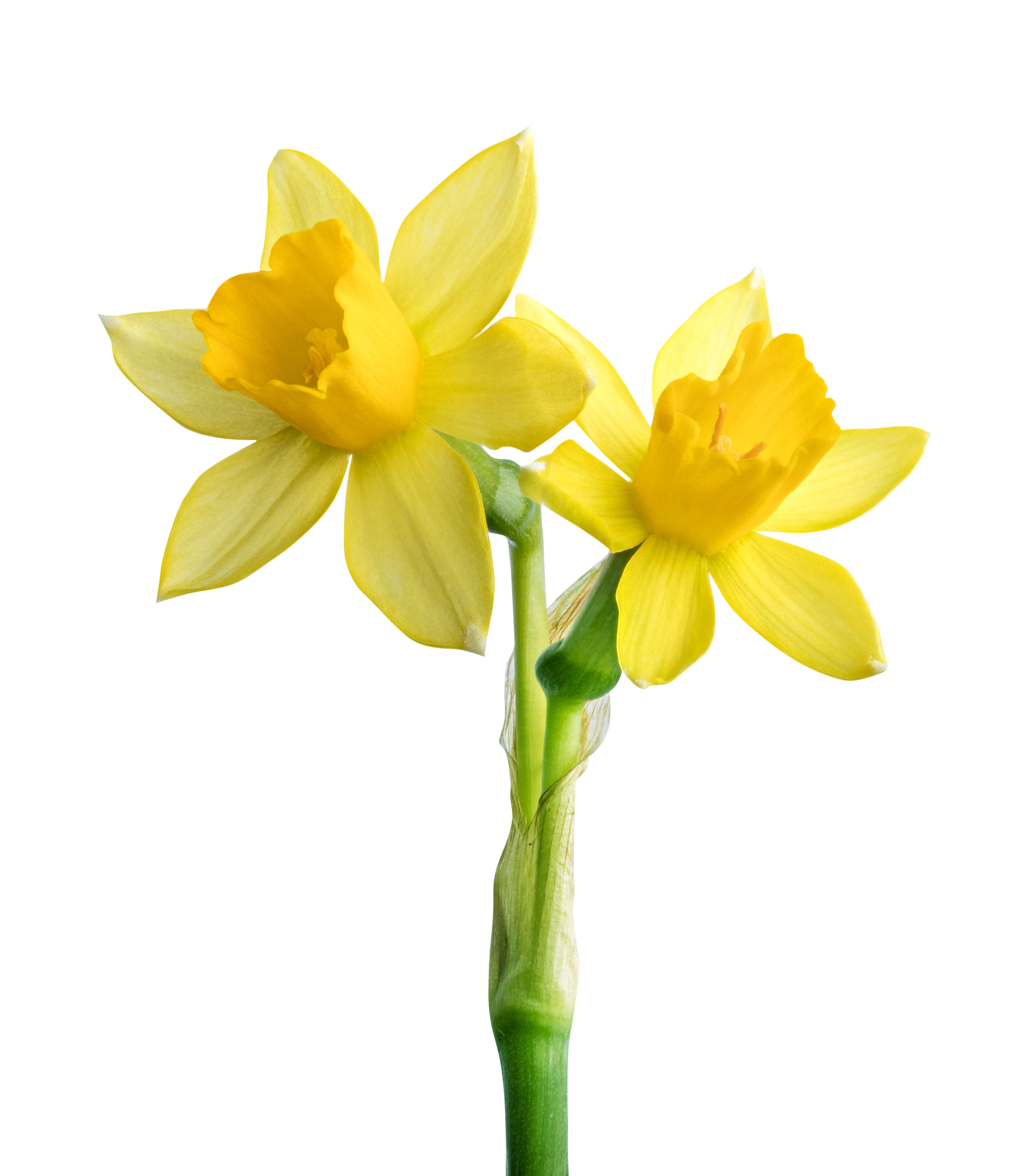 Narcisse Absolue (N° CAS 68917-12-4) Narcisse Absolue (N° CAS 68917-12-4)
