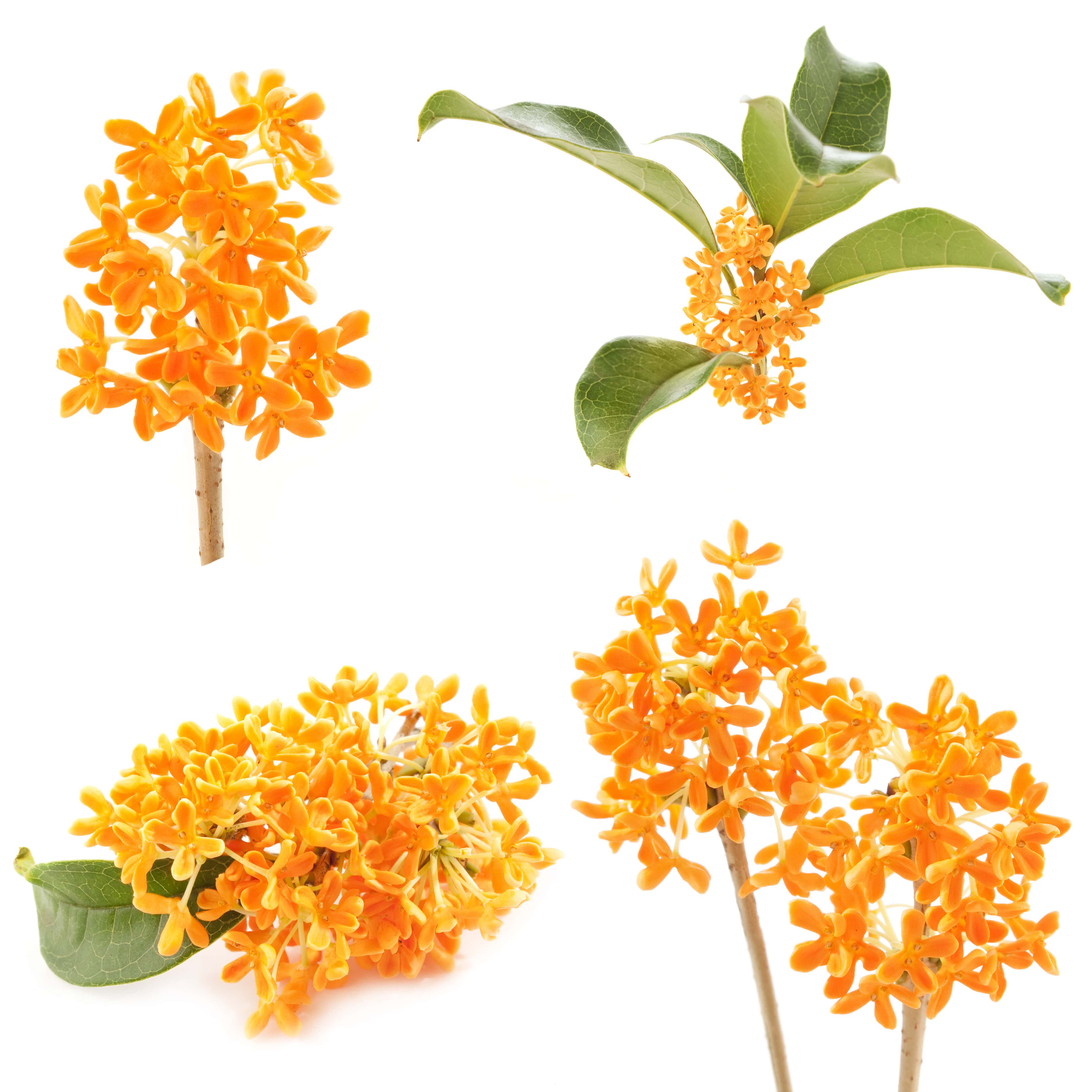 Osmanthus Absolue (N° CAS 68917-05-5) Osmanthus Absolue (N° CAS 68917-05-5)