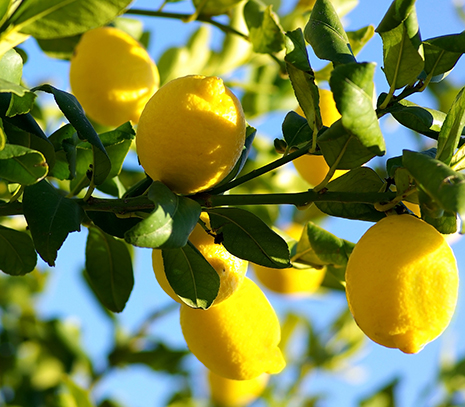 Petitgrain Citronnier HE (N° CAS 8048-51-9)