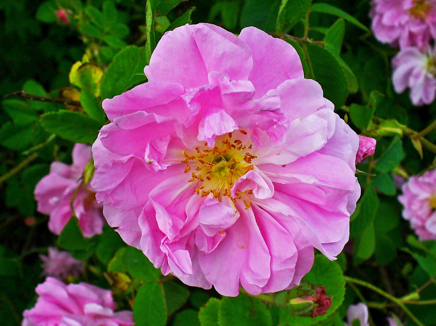 Rose damascena Absolue (N° CAS 8007-01-0) Rose damascena Absolue (N° CAS 8007-01-0)