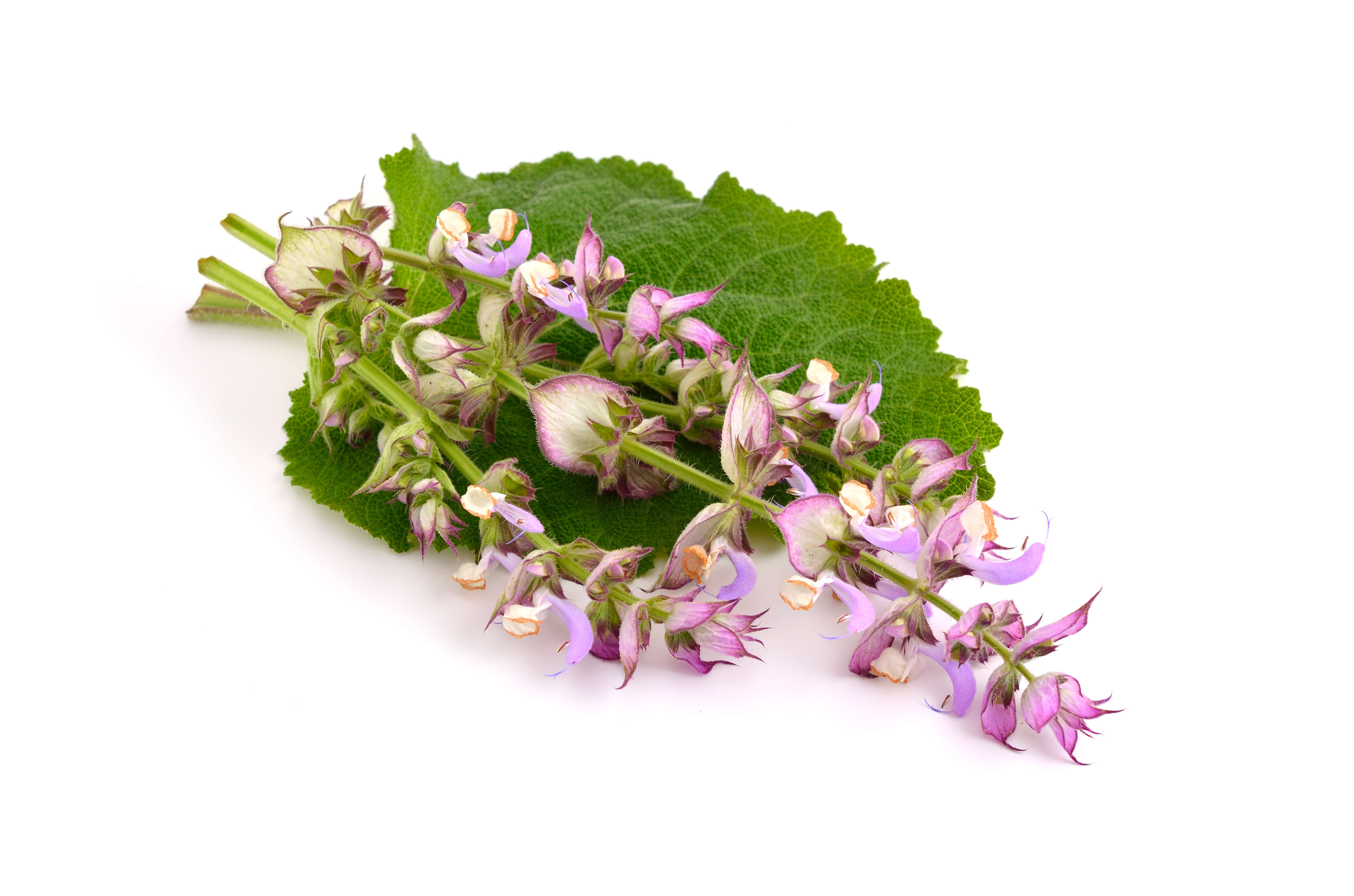 Sauge Sclarée Feuilles Absolue (N° CAS 8016-63-5) Sauge Sclarée Feuilles Absolue (N° CAS 8016-63-5)
