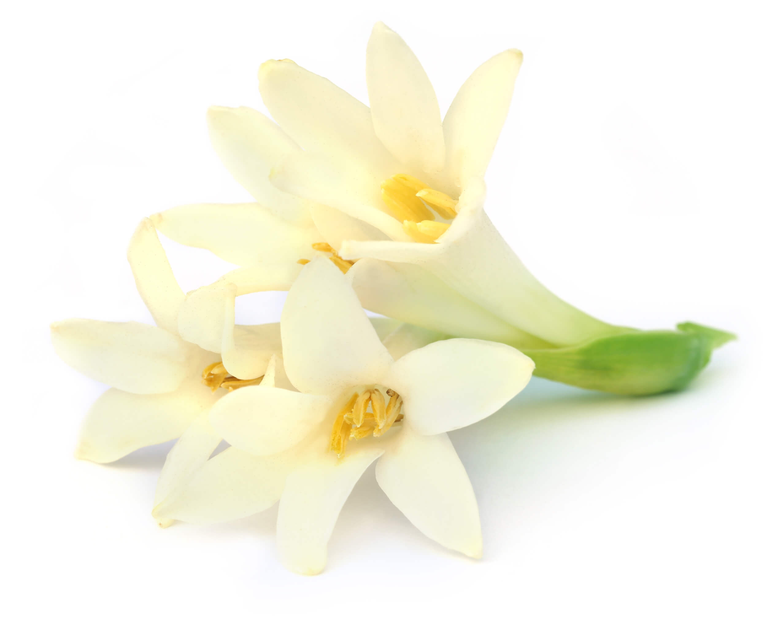 Tubéreuse Absolue (N° CAS 8024-05-3 // 94334-35-7) Tubéreuse Absolue (N° CAS 8024-05-3 // 94334-35-7)