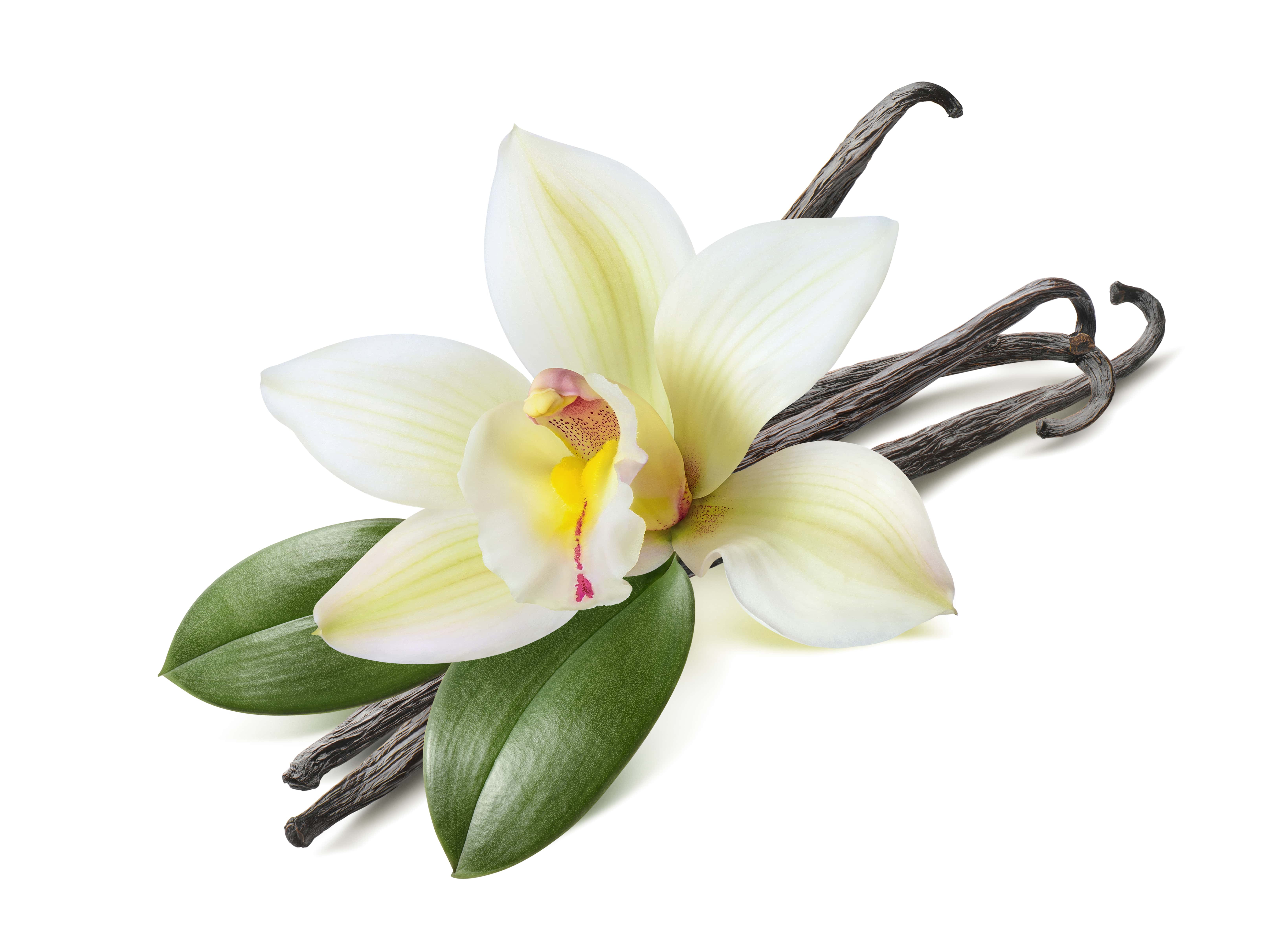 Vanille tahitensis Absolue (N° CAS 84650-63-5)