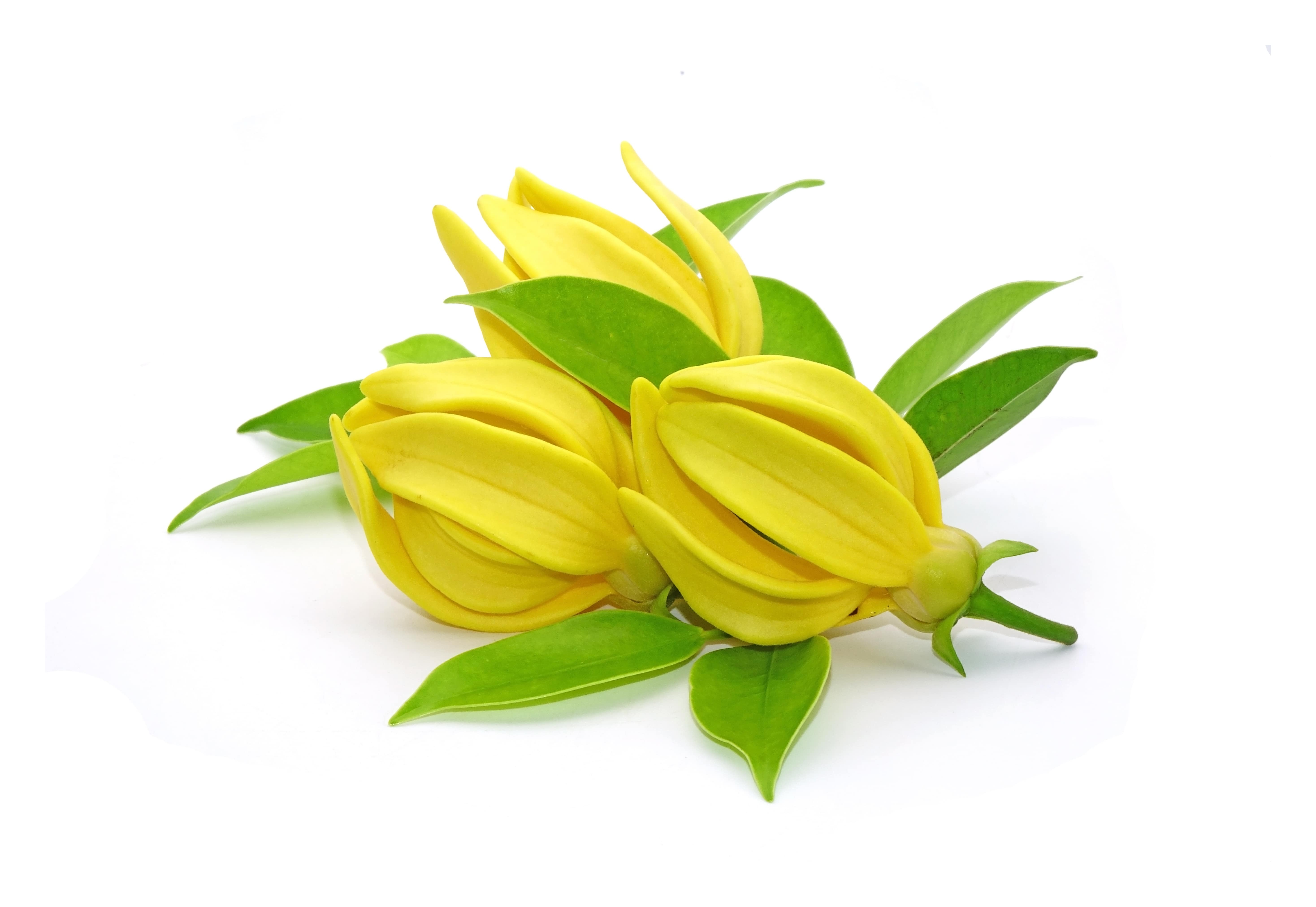 Ylang-Ylang Absolue (N° CAS 8006-81-3) Ylang-Ylang Absolue (N° CAS 8006-81-3)