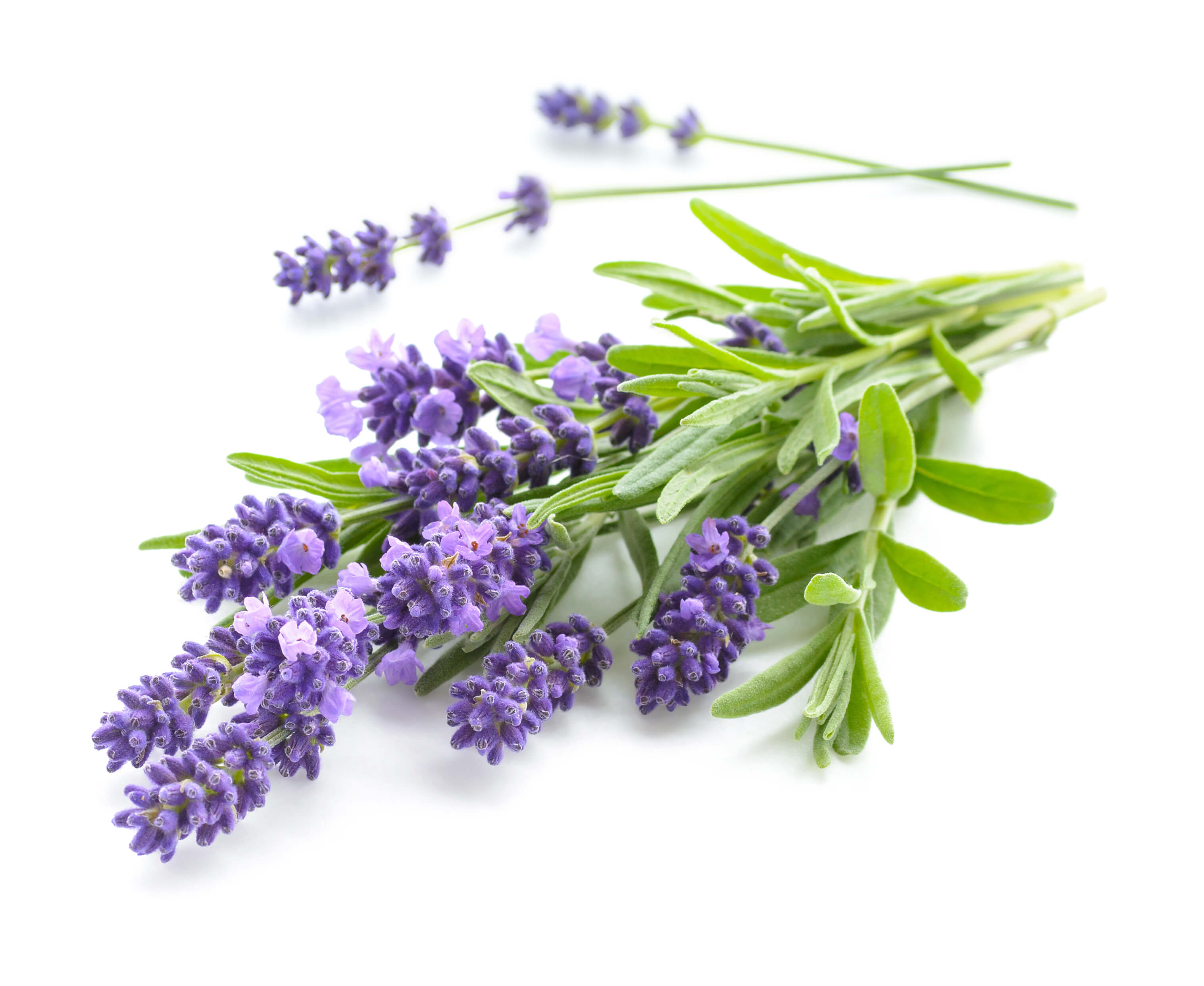 Lavande PURE JUNGLE ESSENCE™ (N° CAS 8000-28-0) Lavande PURE JUNGLE ESSENCE™ (N° CAS 8000-28-0)