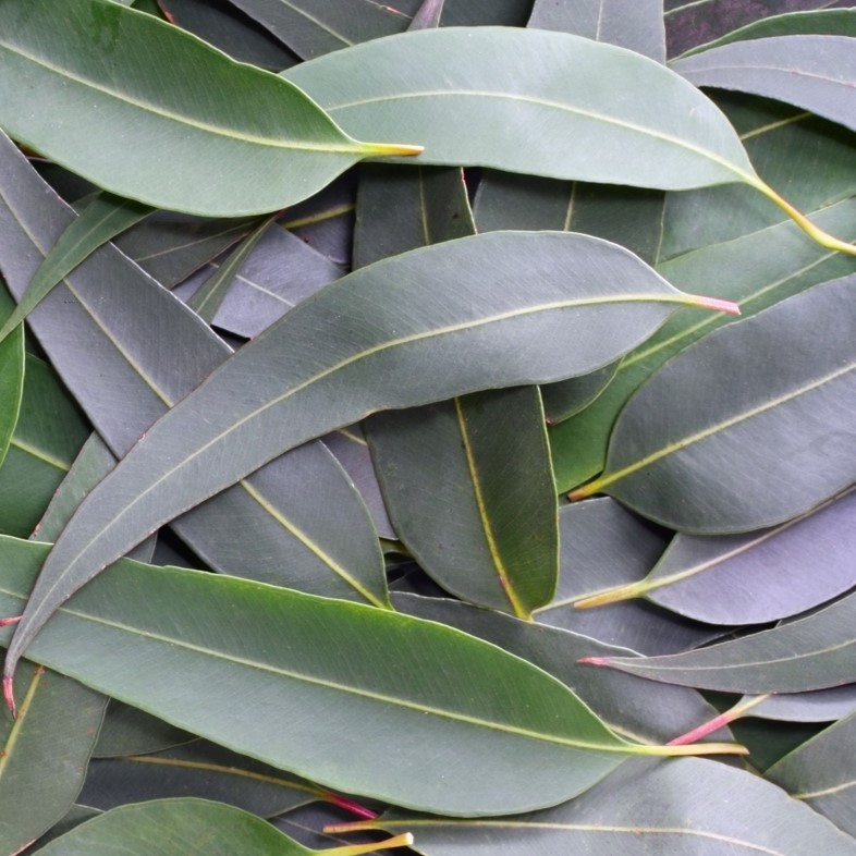 Eucalyptus PURE JUNGLE ESSENCE™ (N° CAS 8000-48-4) Eucalyptus PURE JUNGLE ESSENCE™ (N° CAS 8000-48-4)